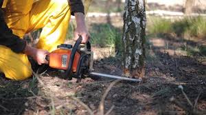 Reliable Bryn Athyn, PA Tree Care Solutions