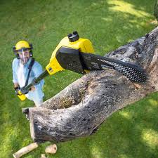 Best Grass Overseeding  in Bryn Athyn, PA