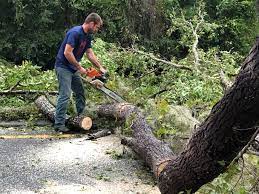 Best Seasonal Cleanup (Spring/Fall)  in Bryn Athyn, PA