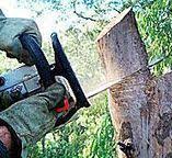  Bryn Athyn, PA Tree Care Pros
