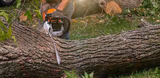 Best Hazardous Tree Removal  in Bryn Athyn, PA