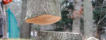 Best Firewood Processing and Delivery  in Bryn Athyn, PA