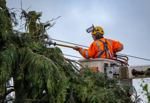 Best Tree Cabling and Bracing  in Bryn Athyn, PA