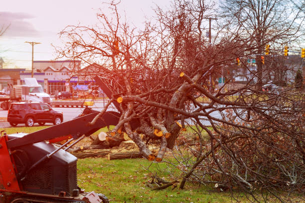 How Our Tree Care Process Works  in  Bryn Athyn, PA