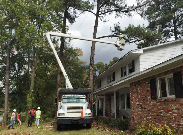 Best Fruit Tree Pruning  in Bryn Athyn, PA