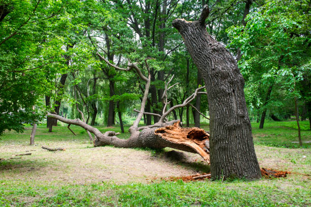 Best Lawn Maintenance Plans  in Bryn Athyn, PA