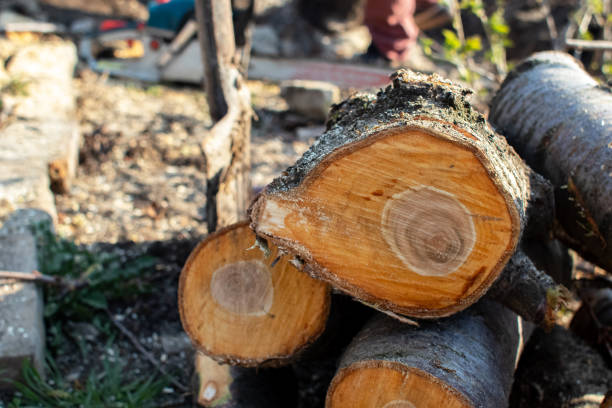 Best Stump Grinding and Removal  in Bryn Athyn, PA