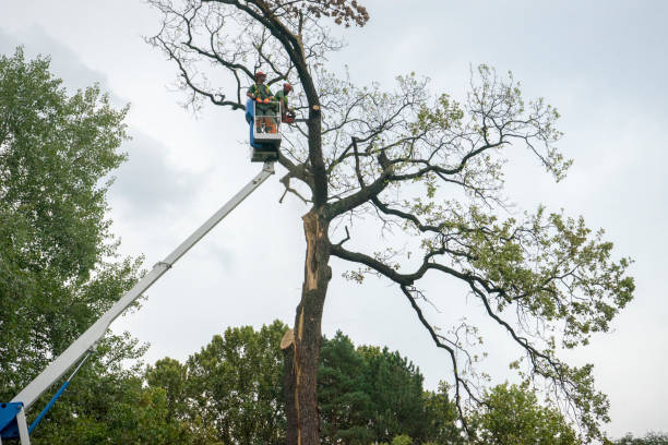 Best Tree Health Inspection  in Bryn Athyn, PA