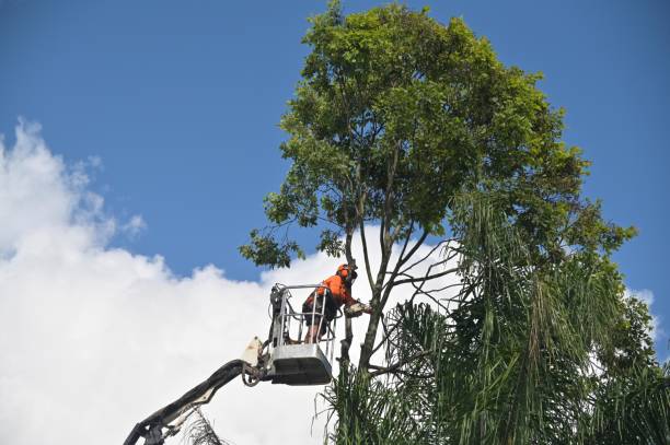 Best Root Management and Removal  in Bryn Athyn, PA