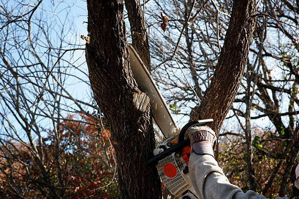 Best Tree Disease Treatment  in Bryn Athyn, PA