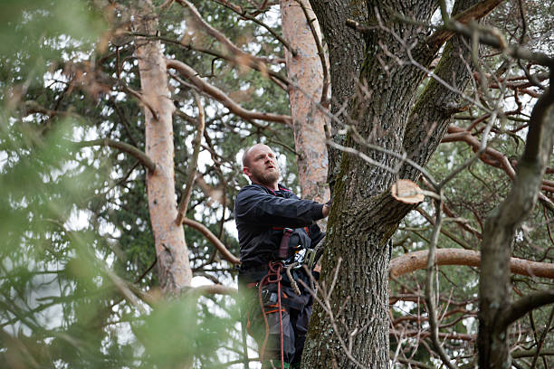 Tree and Shrub Care in Bryn Athyn, PA