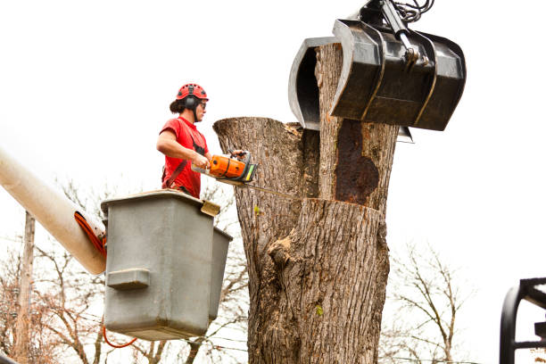Best Utility Line Clearance  in Bryn Athyn, PA